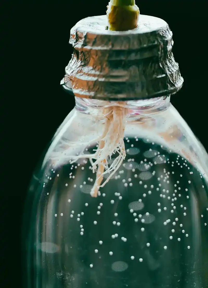 玫瑰花可以水耕插枝嗎？我的親身實驗告訴你