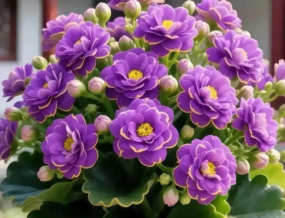 3種耐陰耐寒的美麗花卉,花開芬芳,一年四季都有花賞,太驚豔了!