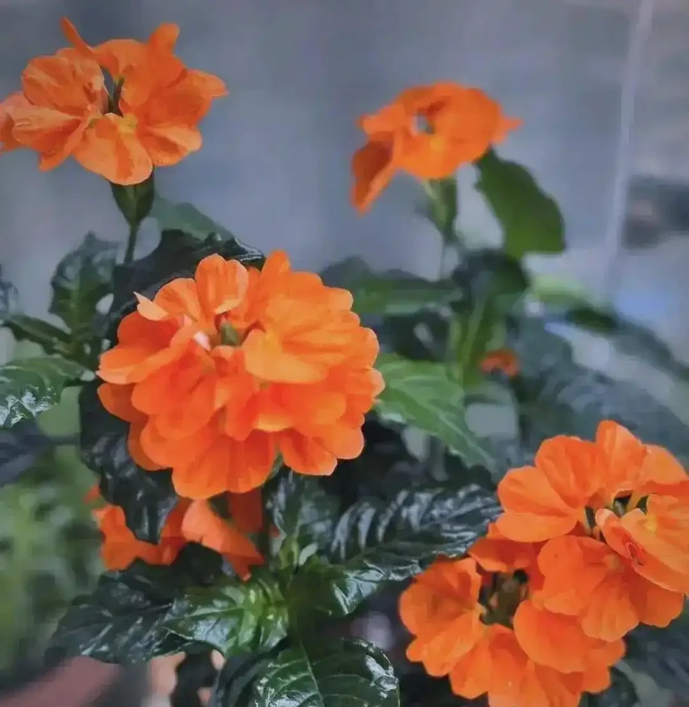 3種耐陰耐寒的美麗花卉,花開芬芳,一年四季都有花賞,太驚豔了!