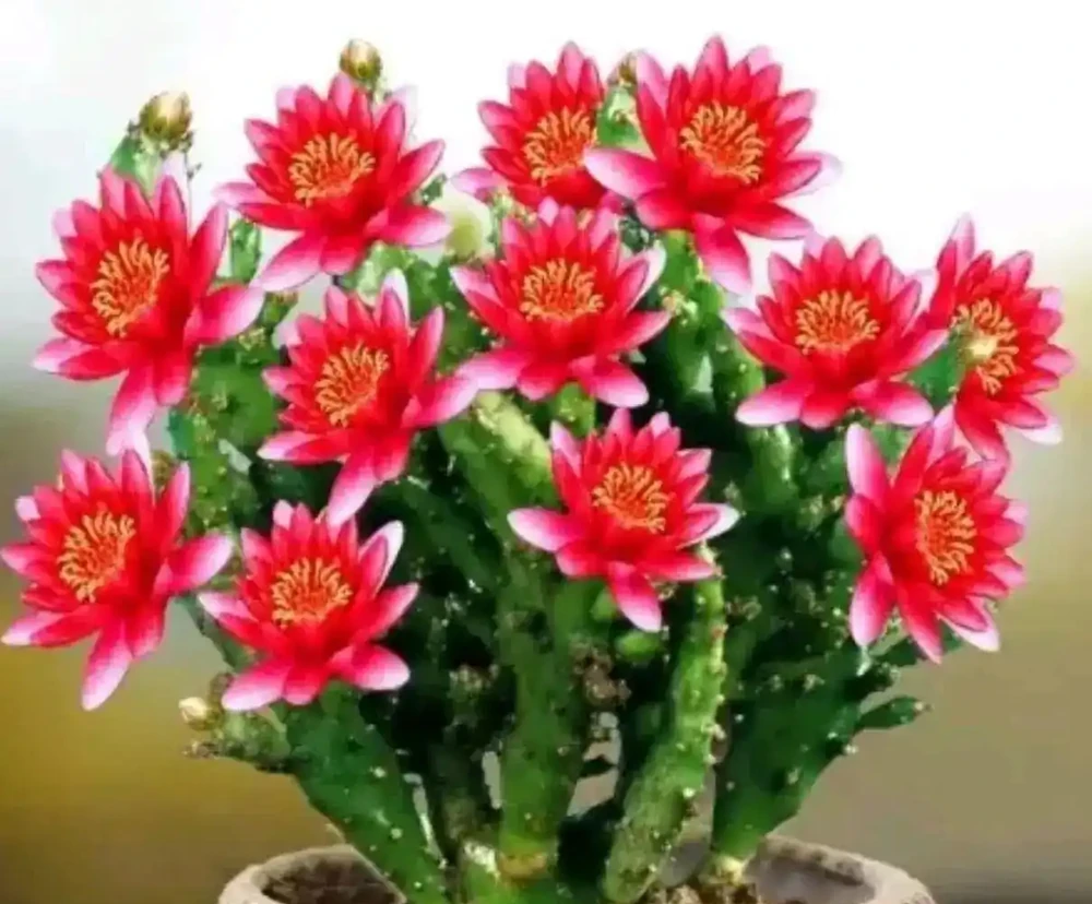3種耐陰耐寒的美麗花卉,花開芬芳,一年四季都有花賞,太驚豔了!