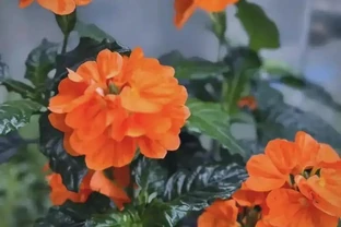 3種耐陰耐寒的美麗花卉，花開芬芳，一年四季都有花賞，太驚豔了！