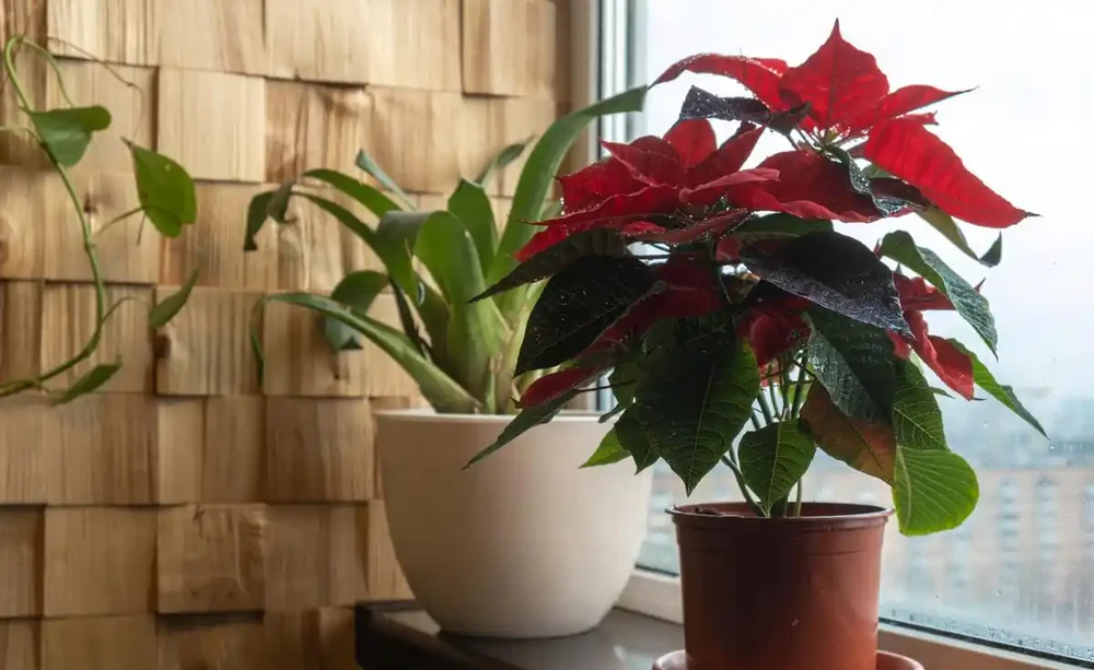 火鶴花養護全攻略：避開3大誤區讓花開紅豔不褪色