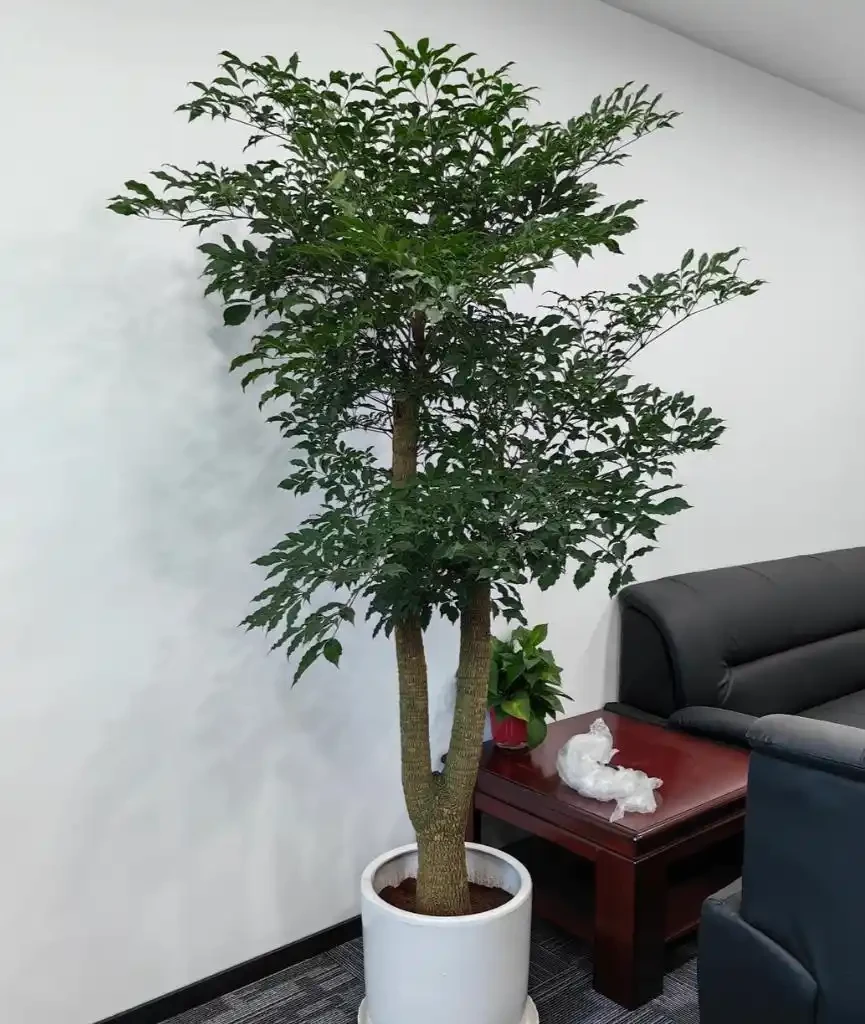 盆栽幸福樹冬季室內總掉葉子?學會這4招細節,解決黃葉枯萎痛點,來年枝繁葉茂!