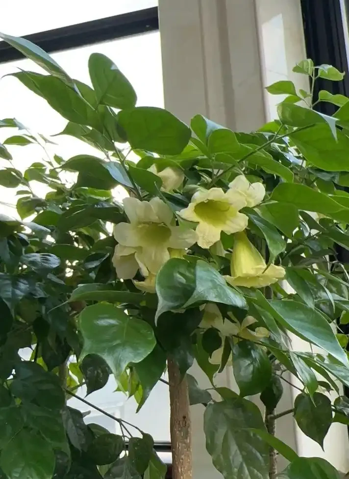 盆栽幸福樹冬季室內總掉葉子?學會這4招細節,解決黃葉枯萎痛點,來年枝繁葉茂!