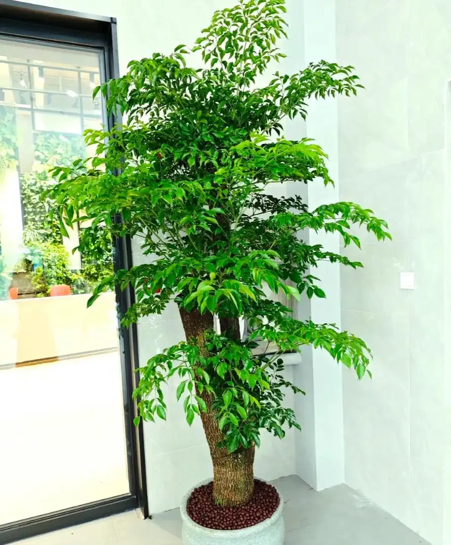 盆栽幸福樹冬季室內總掉葉子?學會這4招細節,解決黃葉枯萎痛點,來年枝繁葉茂!