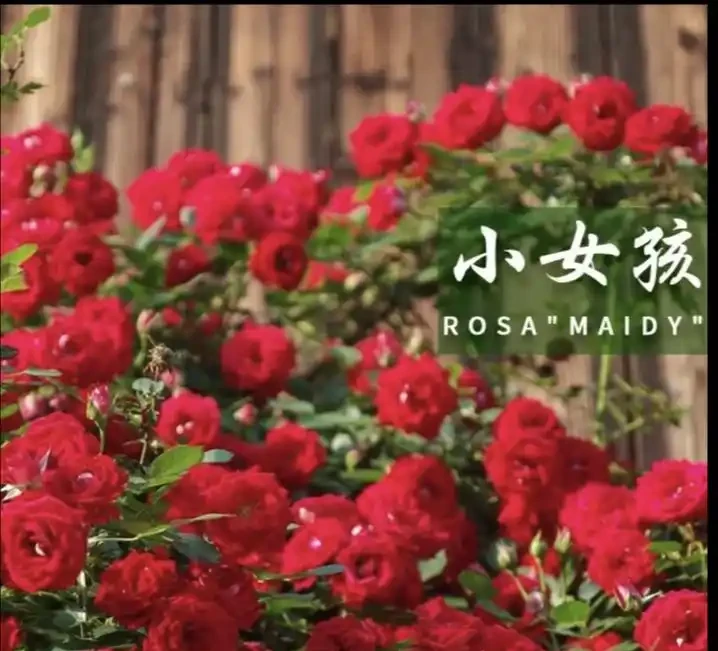 爬藤玫瑰VS薔薇:花牆拱門選品攻略,新手也能避開坑!