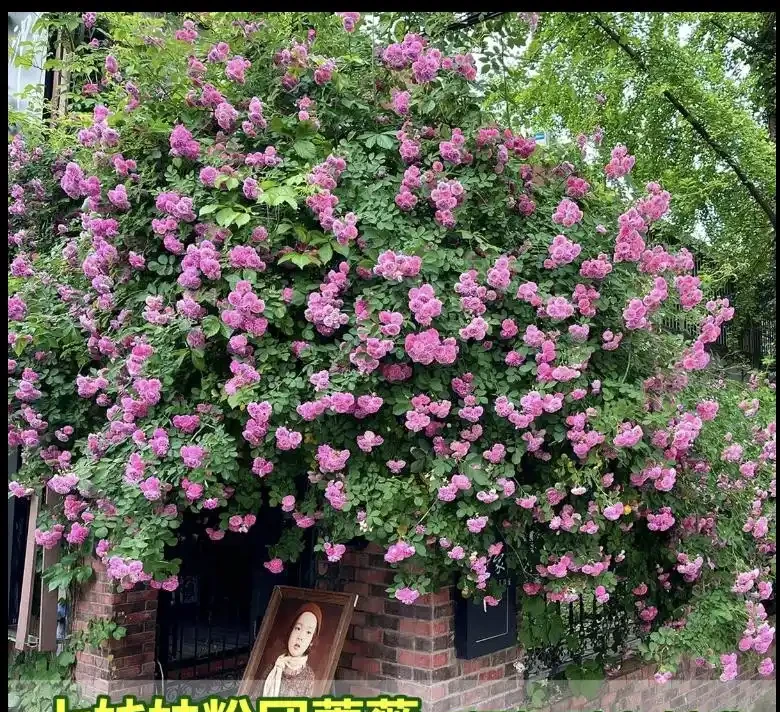 爬藤玫瑰VS薔薇:花牆拱門選品攻略,新手也能避開坑!