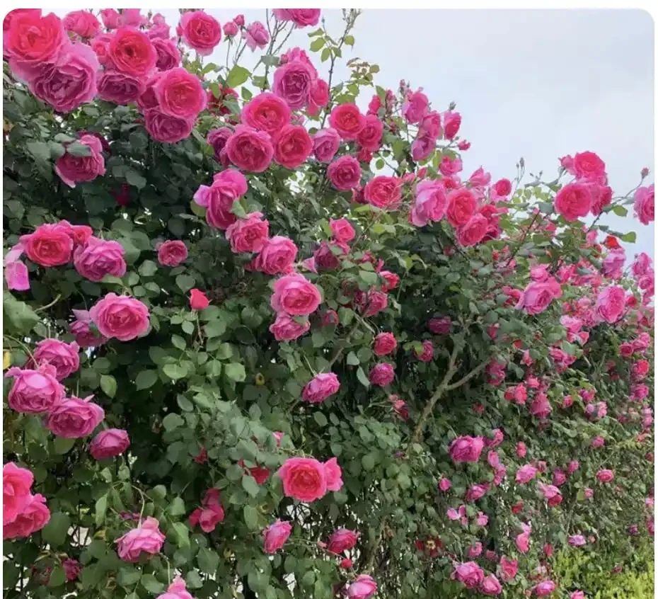 爬藤玫瑰VS薔薇:花牆拱門選品攻略,新手也能避開坑!