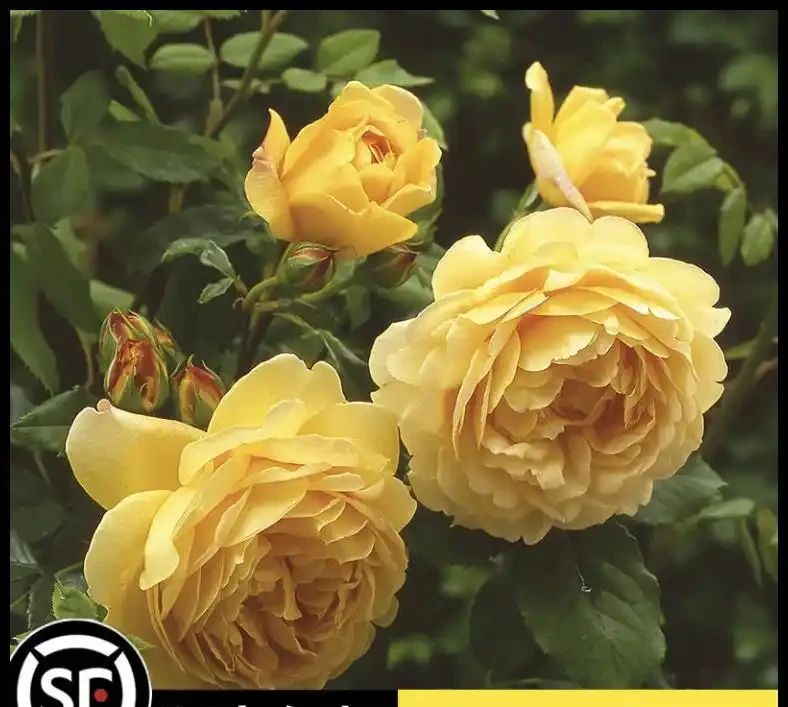 爬藤玫瑰VS薔薇:花牆拱門選品攻略,新手也能避開坑!