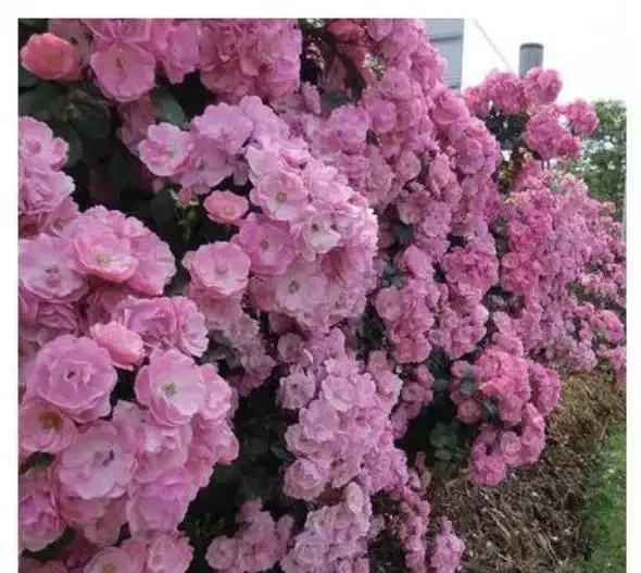 爬藤玫瑰VS薔薇:花牆拱門選品攻略,新手也能避開坑!