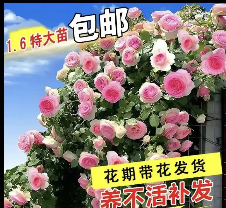 爬藤玫瑰VS薔薇:花牆拱門選品攻略,新手也能避開坑!