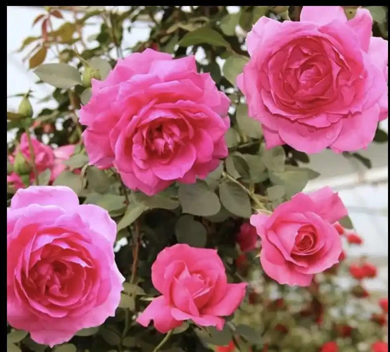 爬藤玫瑰VS薔薇:花牆拱門選品攻略,新手也能避開坑!
