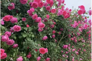 爬藤玫瑰VS薔薇：花牆拱門選品攻略，新手也能避開坑！