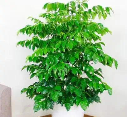 幸福樹葉子掉光別扔!花農教我「4步急救法」,7天止脫,半月冒新芽,比買新的還值