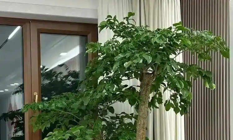 幸福樹葉子掉光別扔!花農教我「4步急救法」,7天止脫,半月冒新芽,比買新的還值