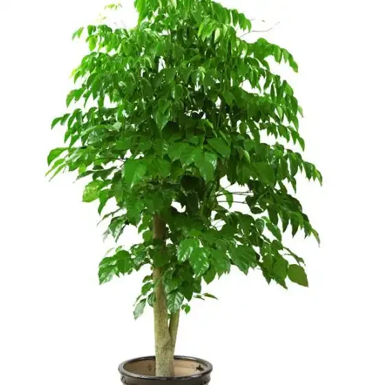 幸福樹葉子掉光別扔!花農教我「4步急救法」,7天止脫,半月冒新芽,比買新的還值