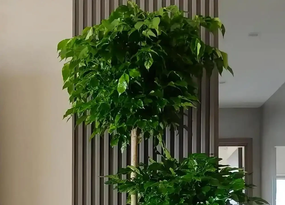 幸福樹葉子掉光別扔!花農教我「4步急救法」,7天止脫,半月冒新芽,比買新的還值