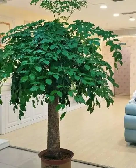 幸福樹葉子掉光別扔!花農教我「4步急救法」,7天止脫,半月冒新芽,比買新的還值