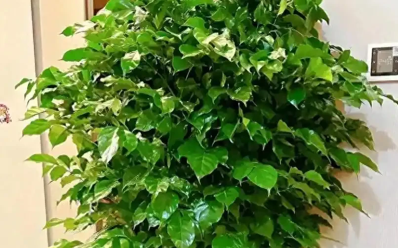 幸福樹葉子掉光別扔!花農教我「4步急救法」,7天止脫,半月冒新芽,比買新的還值