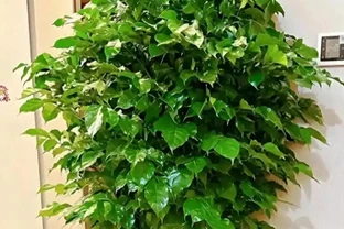 幸福樹葉子掉光別扔！花農教我「4步急救法」，7天止脫，半月冒新芽，比買新的還值