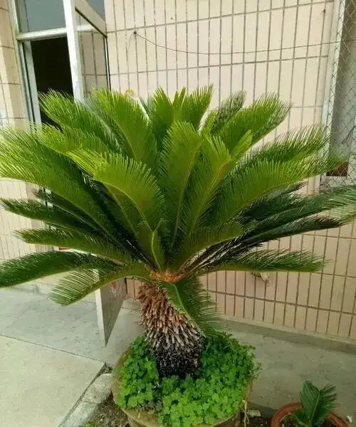 9種「甲醛剋星」綠植,便宜好養,給家添個天然淨化器!