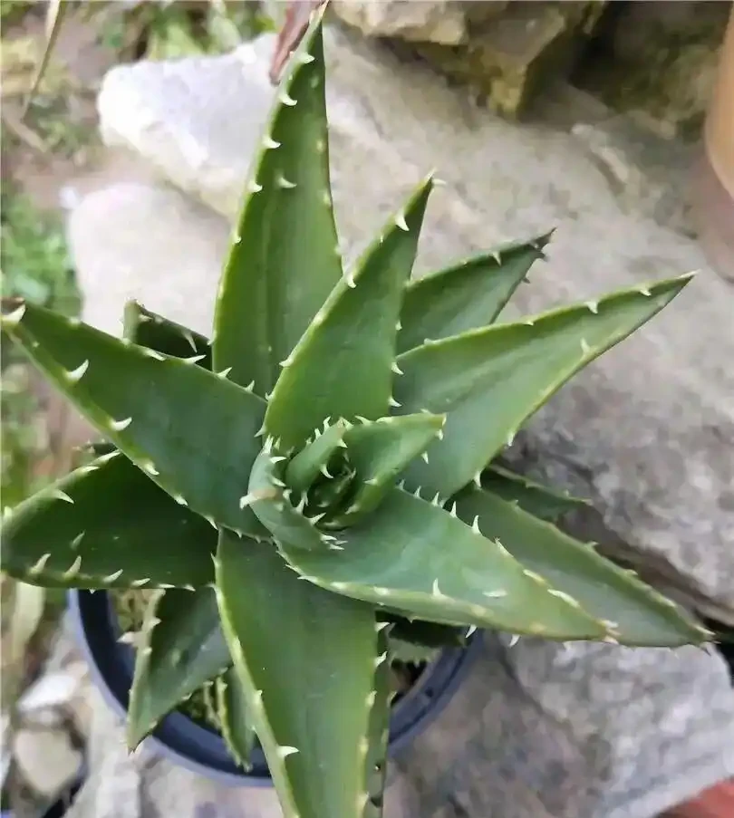 9種「甲醛剋星」綠植,便宜好養,給家添個天然淨化器!