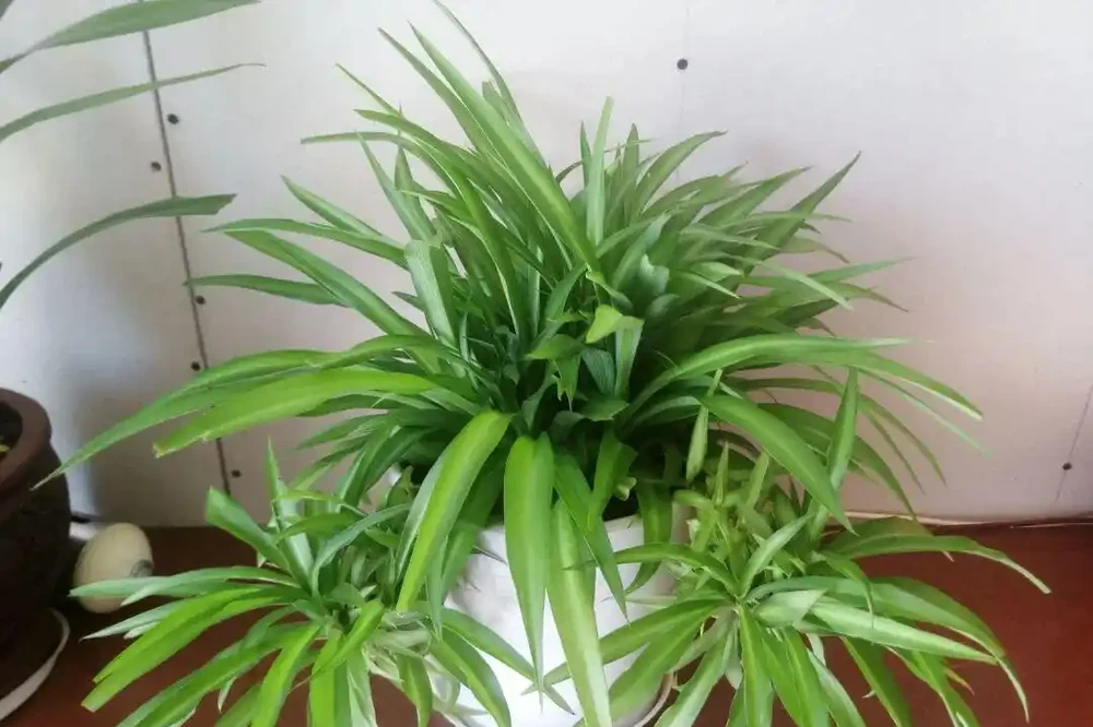 9種「甲醛剋星」綠植,便宜好養,給家添個天然淨化器!