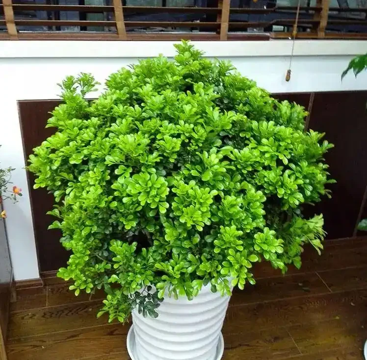 9種「甲醛剋星」綠植,便宜好養,給家添個天然淨化器!