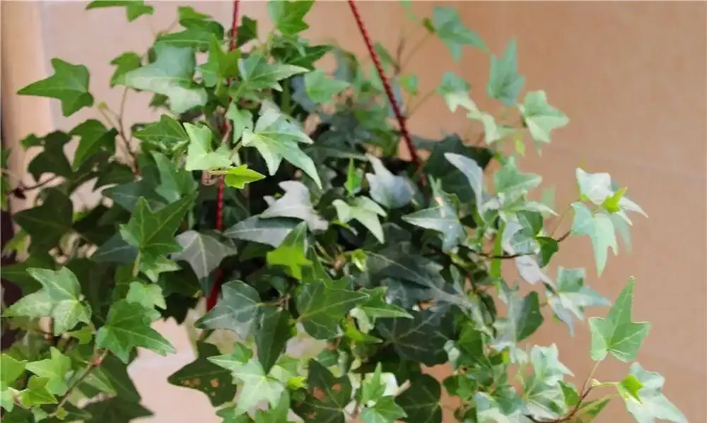 9種「甲醛剋星」綠植,便宜好養,給家添個天然淨化器!