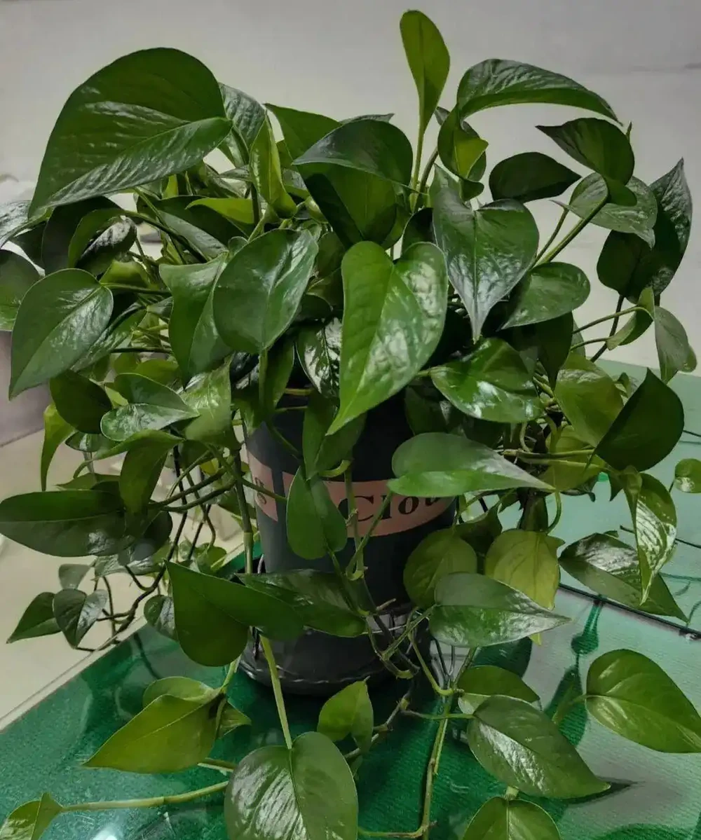 9種「甲醛剋星」綠植,便宜好養,給家添個天然淨化器!