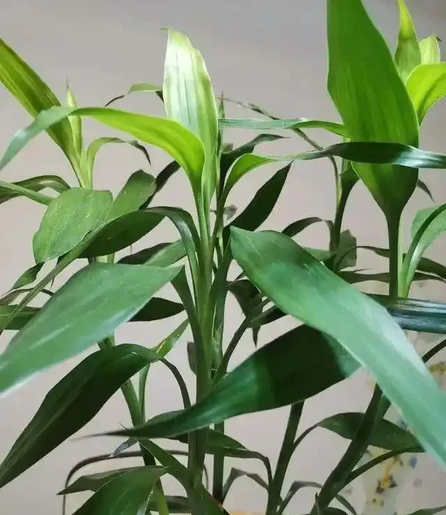 9種「甲醛剋星」綠植,便宜好養,給家添個天然淨化器!
