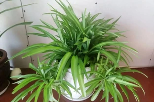 9種「甲醛剋星」綠植，便宜好養，給家添個天然淨化器！