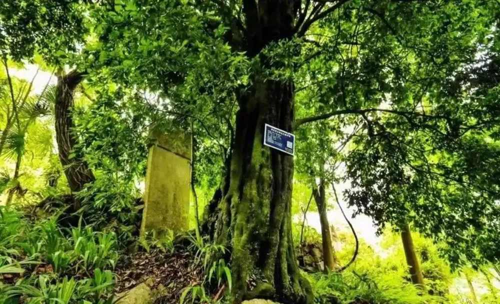 價值上千萬！湖北發現700年金彈子古樹，結的果外表金黃很誘人，但連鳥都不喜歡吃