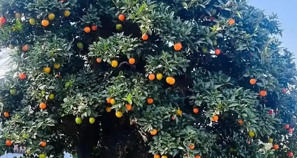 價值上千萬！湖北發現700年金彈子古樹，結的果外表金黃很誘人，但連鳥都不喜歡吃