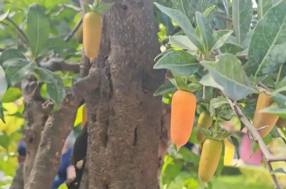 價值上千萬！湖北發現700年金彈子古樹，結的果外表金黃很誘人，但連鳥都不喜歡吃