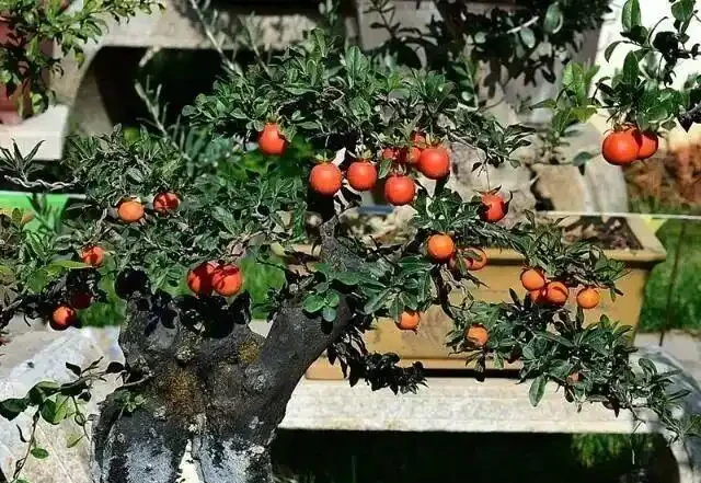 價值上千萬！湖北發現700年金彈子古樹，結的果外表金黃很誘人，但連鳥都不喜歡吃