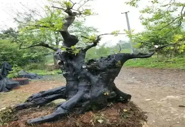 價值上千萬！湖北發現700年金彈子古樹，結的果外表金黃很誘人，但連鳥都不喜歡吃