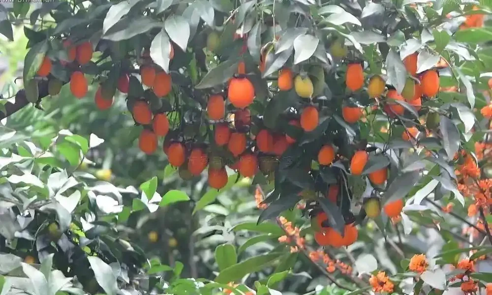 價值上千萬！湖北發現700年金彈子古樹，結的果外表金黃很誘人，但連鳥都不喜歡吃