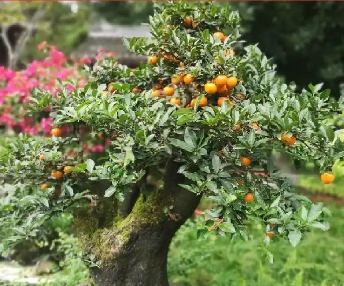 價值上千萬！湖北發現700年金彈子古樹，結的果外表金黃很誘人，但連鳥都不喜歡吃