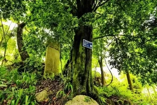 價值上千萬！湖北發現700年金彈子古樹，結的果外表金黃很誘人，但連鳥都不喜歡吃