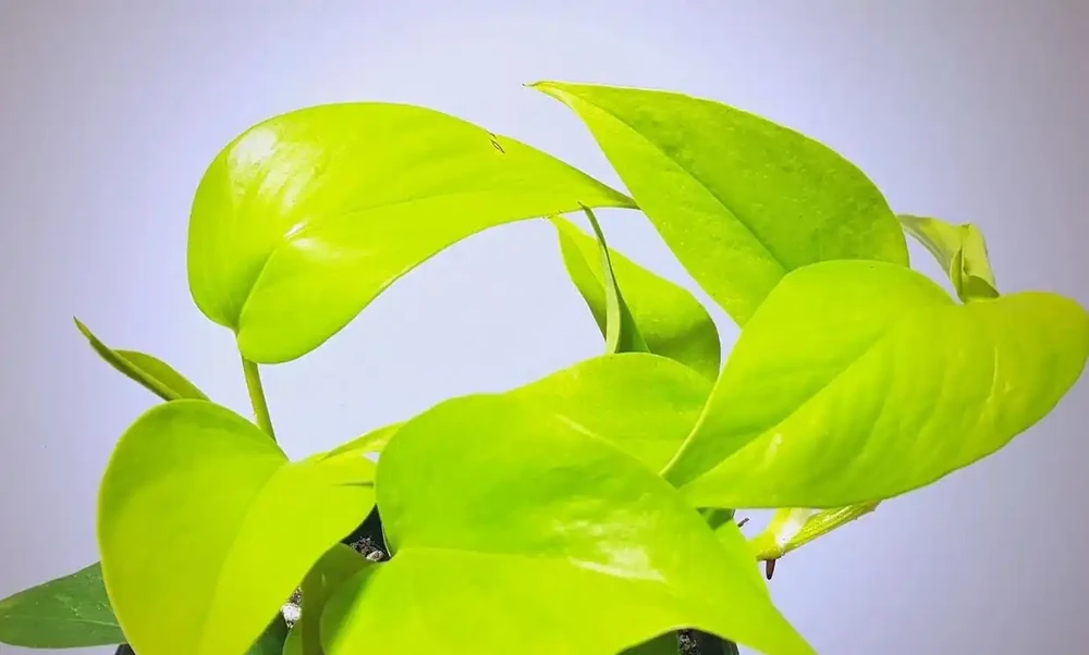 黃金葛的養護指南:從生長特性到環境要求的全面解析
