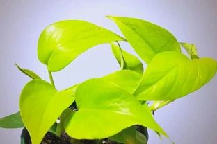黃金葛的養護指南：從生長特性到環境要求的全面解析