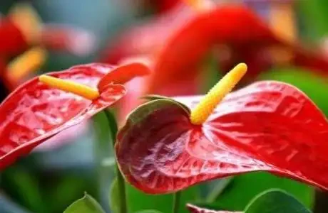 火鶴花(火鶴花)養護全指南:避開這3個坑,你的也能開成「假花」