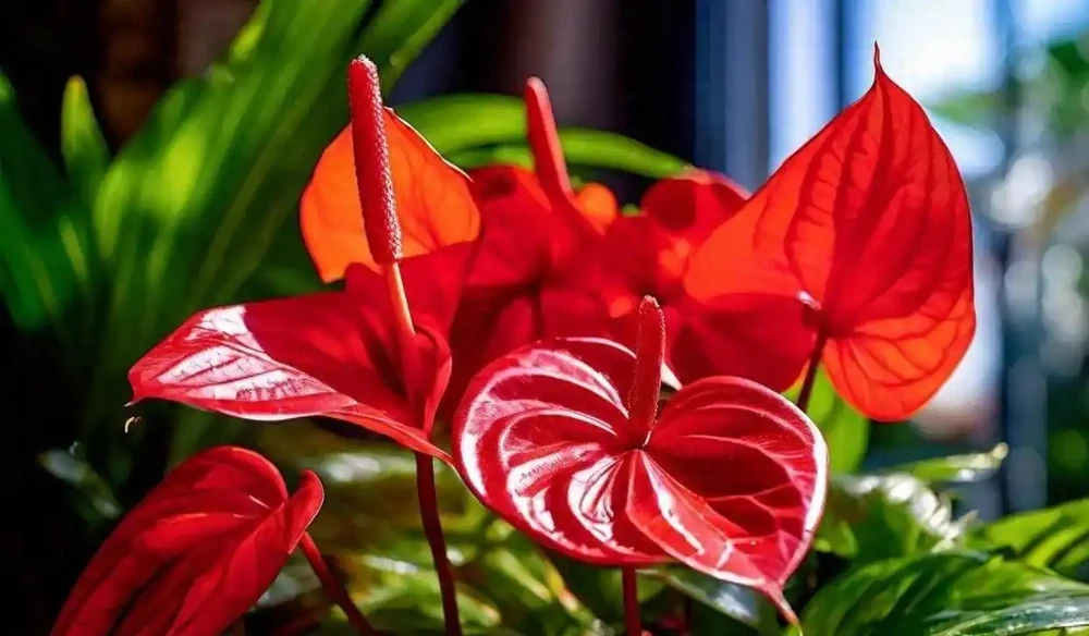 火鶴花(火鶴花)養護全指南:避開這3個坑,你的也能開成「假花」