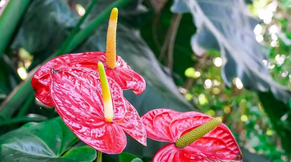 火鶴花(火鶴花)養護全指南:避開這3個坑,你的也能開成「假花」