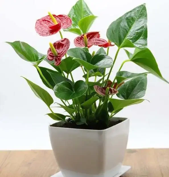 火鶴花(火鶴花)養護全指南:避開這3個坑,你的也能開成「假花」