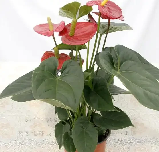 火鶴花(火鶴花)養護全指南:避開這3個坑,你的也能開成「假花」