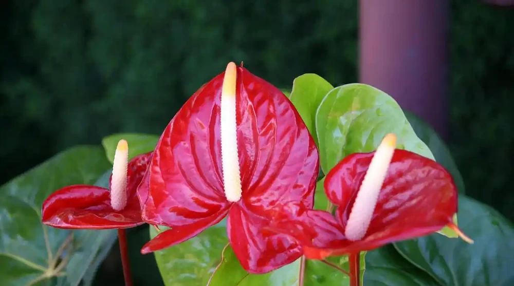 火鶴花(火鶴花)養護全指南:避開這3個坑,你的也能開成「假花」