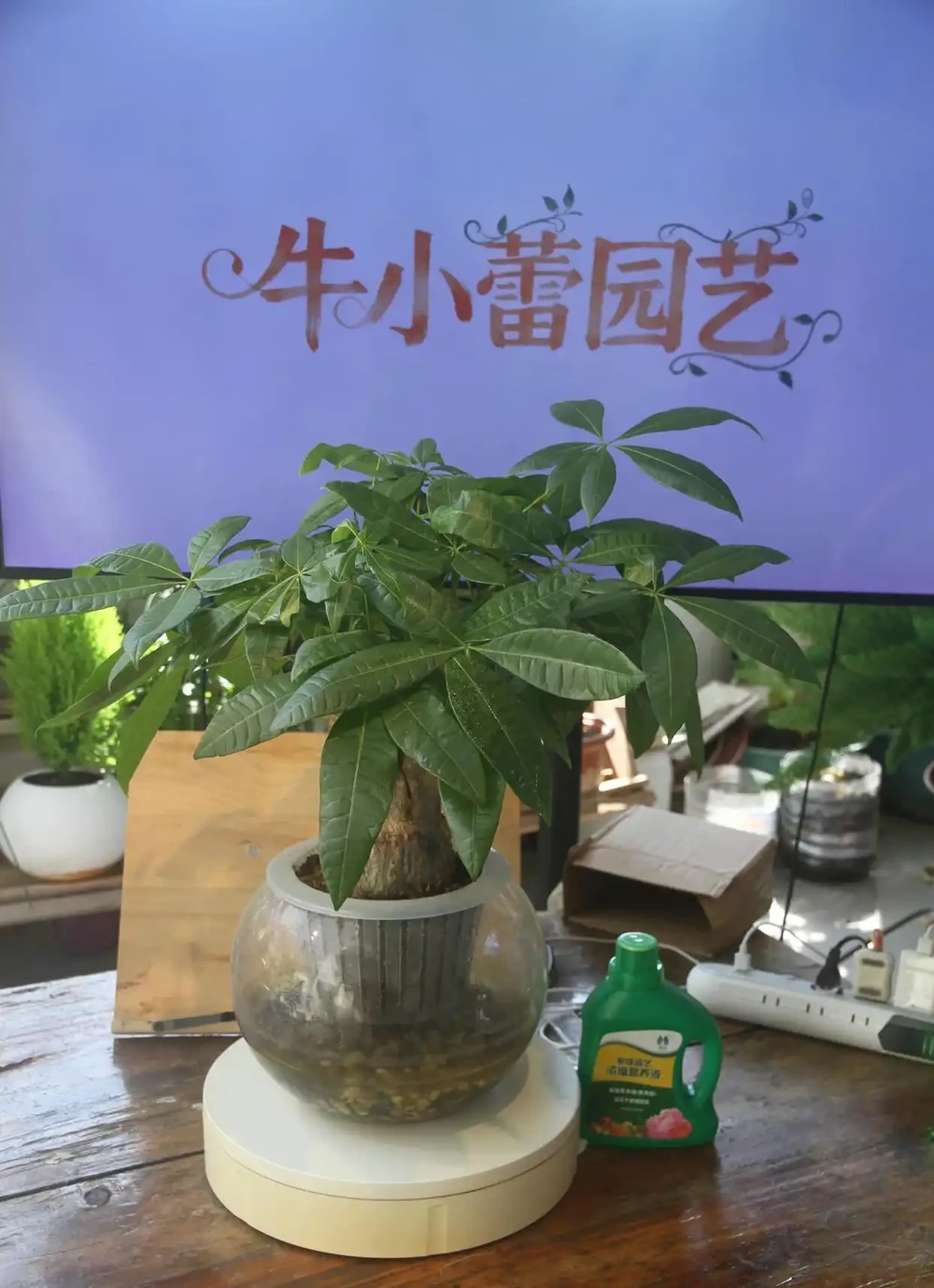 養發財樹的忌諱:冬季養護避開這4個坑,解決腐根黃葉,葉子綠得滴油!