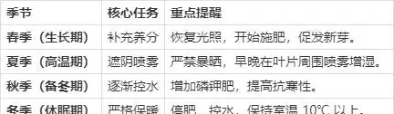 養發財樹的忌諱:冬季養護避開這4個坑,解決腐根黃葉,葉子綠得滴油!